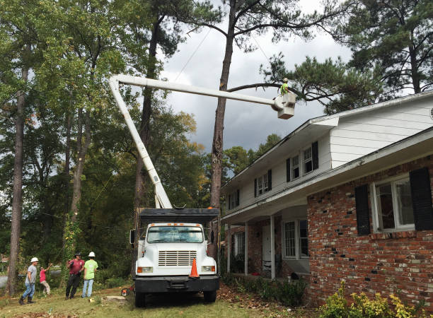 Reliable Framingham, MA Tree Removal Services Solutions